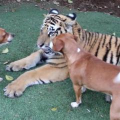 Kaplan ve Köpeklerin Eğlenceli Oyunu