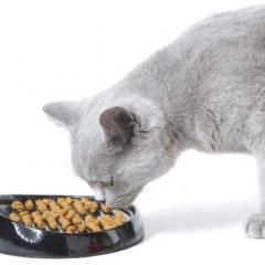 Kedilerin Beslenmesinin Temelleri