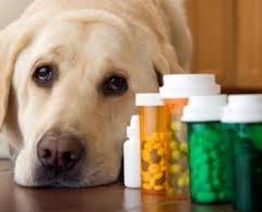 Köpeklerde Aspirin Zehirlenmesi
