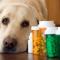 Köpeklerde Aspirin Zehirlenmesi