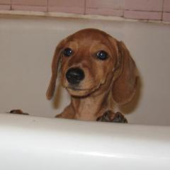 Mini Dachshundların Banyo Keyfi