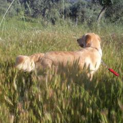 Köpeklerde Pisi Pisi Otu Sorunları