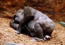 uyuyan-goril