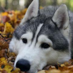 Yapraklarla Oynayan Köpek