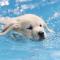 Yüzmeyi Öğrenen Yavru Köpek