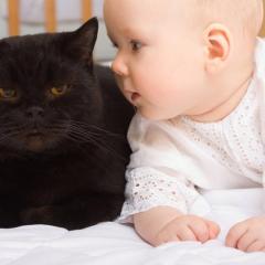 Bebekler ve Kediler