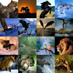 ” Hayvanları Koruma Kanunu ” Tüm Hükümleri