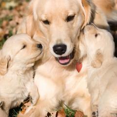 Köpeklerde Çiftleştirme