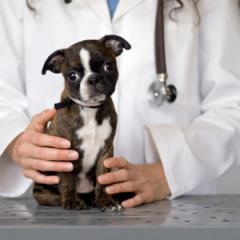 Köpeklerde Kist Aşısı