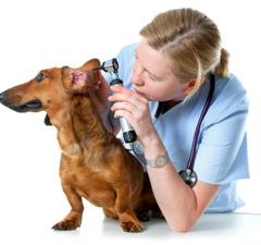 Köpeklerde Kulak Hastalıklarının Nedenleri