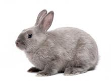 Grey Rabbit in front of white background