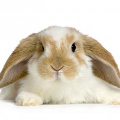Tavşanlarda Görülen Hastalıklar ve Uygulanan Aşılar