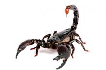 Emporer Scorpion (Pandinus imperator).